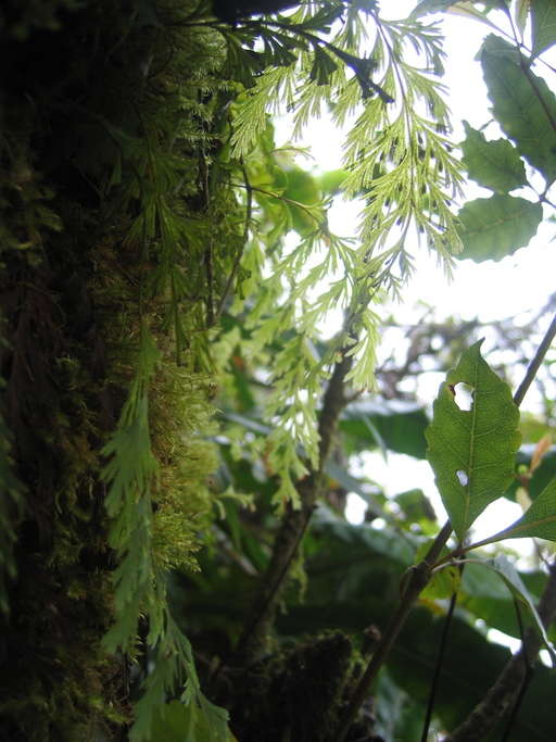 Imagem de Hymenophyllum