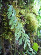 Image of filmy fern