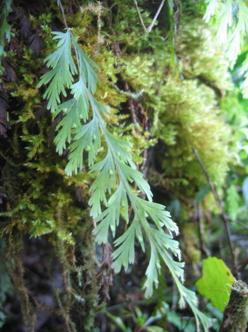 Imagem de Hymenophyllum