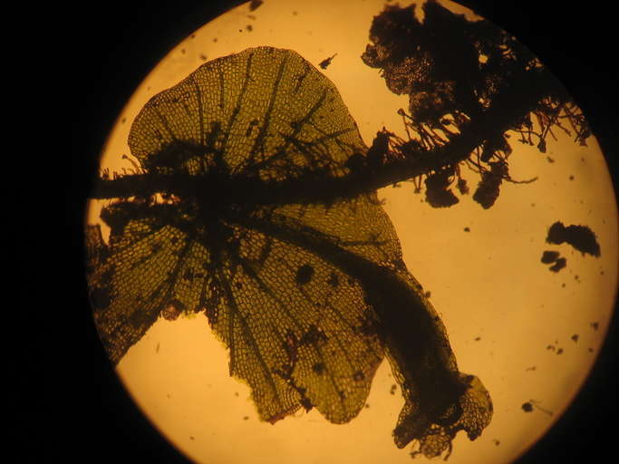 Image of Trichomanoideae