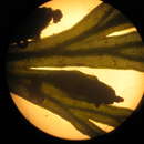 Image of Crepidomanes bipunctatum (Poir.) Copel.