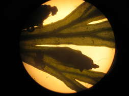 Image of Hymenophyllales