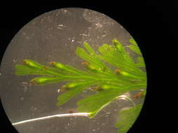 Image of Hymenophyllales