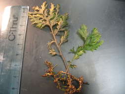 Image of Hymenophyllales