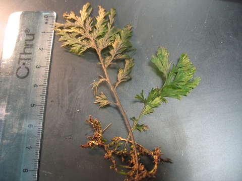 Image of Hymenophyllales