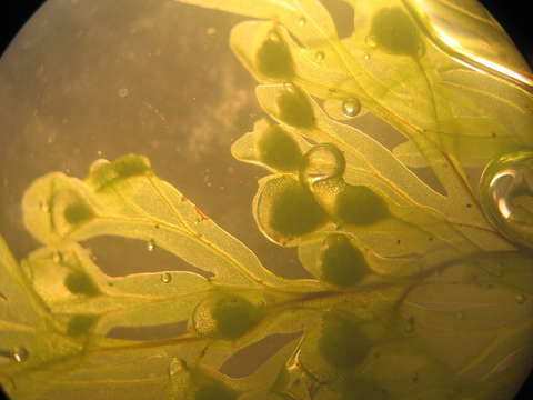 Image of Hymenophyllales