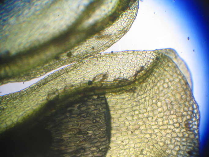 Image of Hymenophyllales