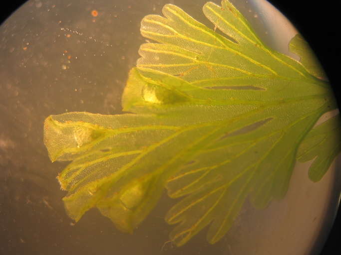 Image of Hymenophyllales