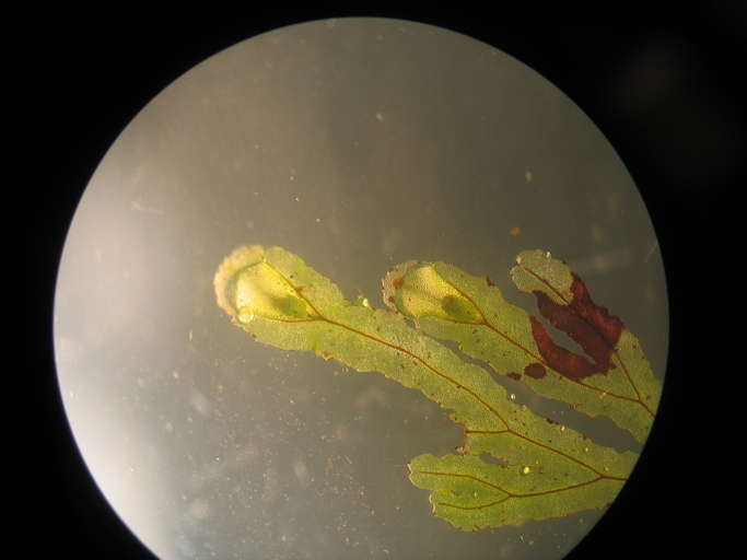 Imagem de Hymenophyllales