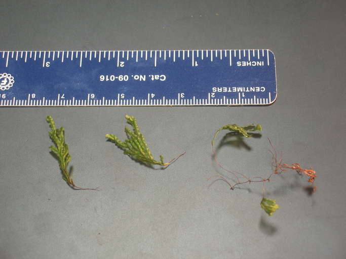 Imagem de Hymenophyllales