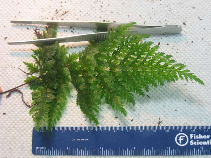 Image of filmy-ferns