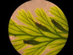 Image of Hymenophyllaceae