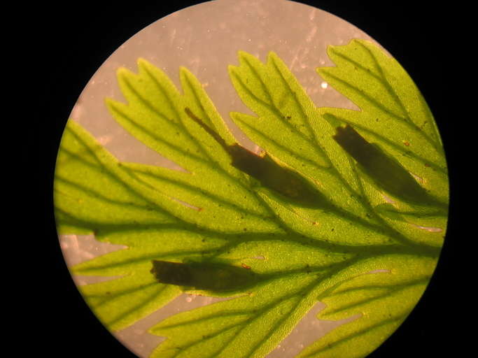 Image of Hymenophyllaceae