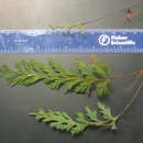 Hymenophyllum pallidum (Bl.) Ebihara & K. Iwats. resmi
