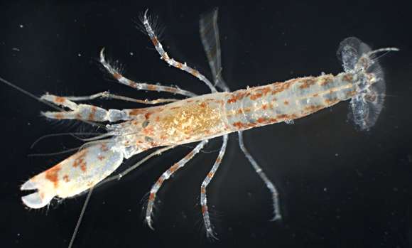 Image of Dirty sand goby shrimp