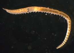 Image of bloodworms