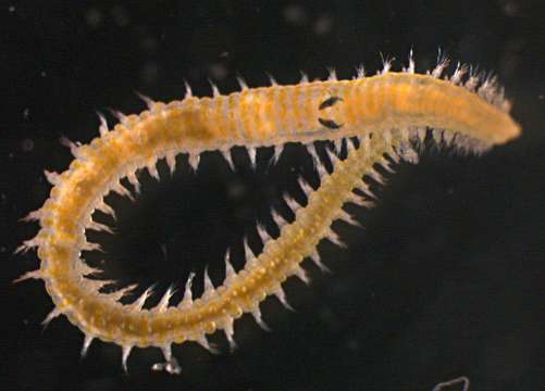 Image of bloodworms