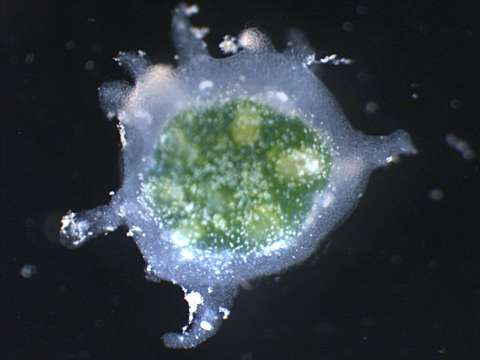 Image of cnidarians