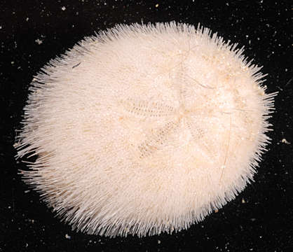 Image of heart urchins