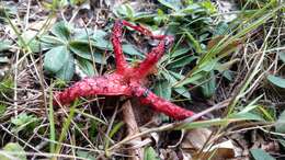 Image of octopus stinkhorn