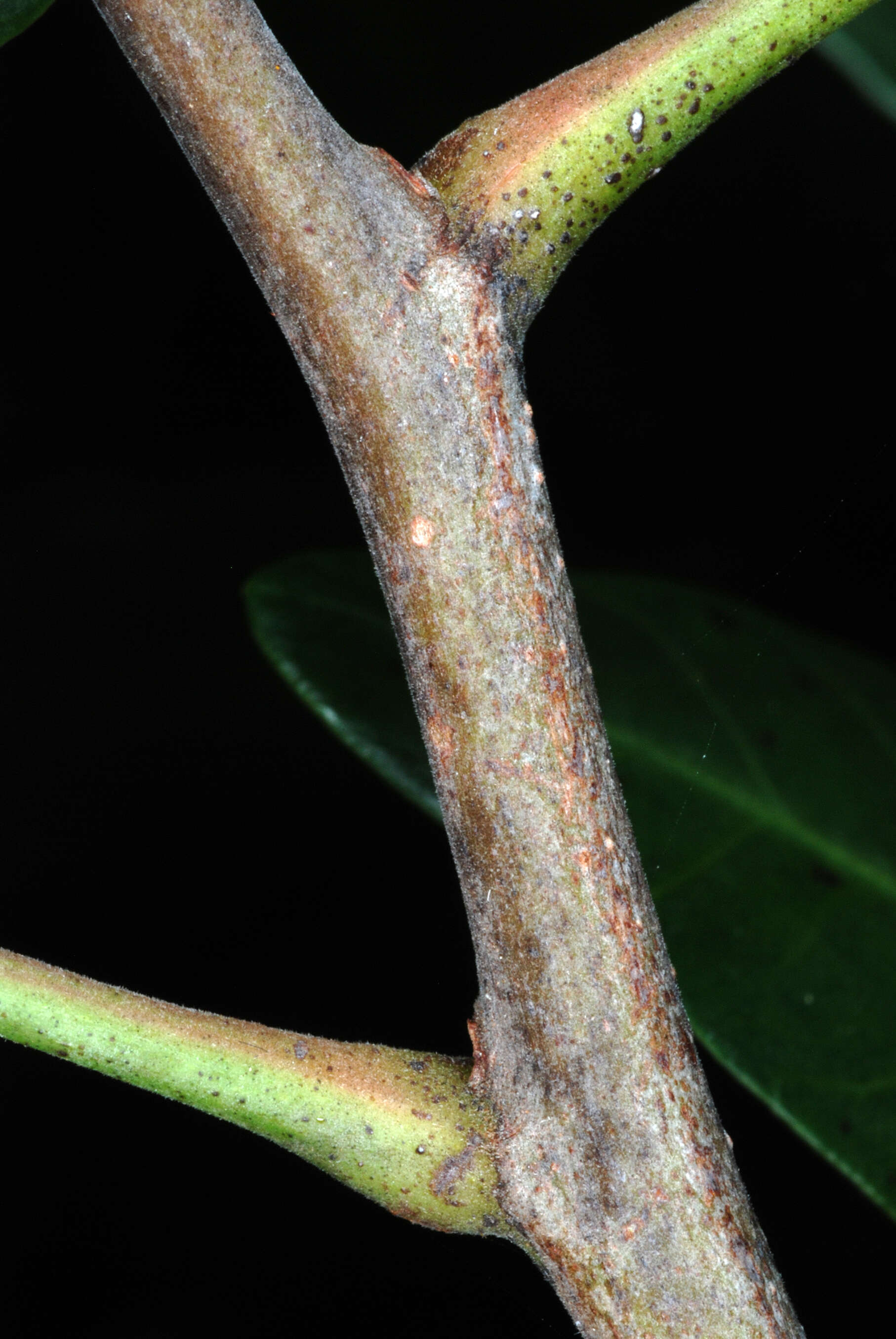 Image of Brazilian Peppertree