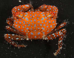 Image of broad-fronted crab