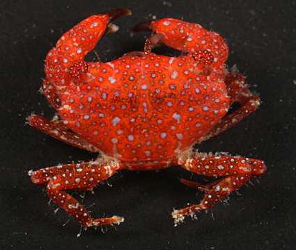 Image of broad-fronted crab