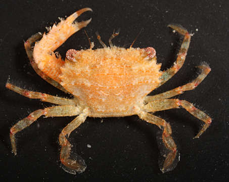 Image of <i>Thalamita cooperi</i>