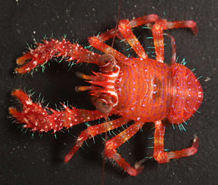 Image of <i>Sadayoshia edwardsii</i>