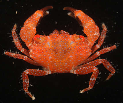 Image of broad-fronted crab