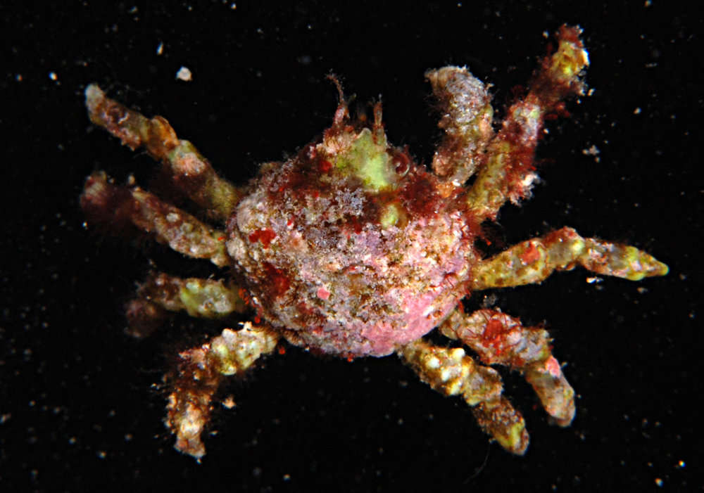 Image of Spider Crabs and Decorator Crabs