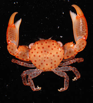 Image of orange coral guard crab