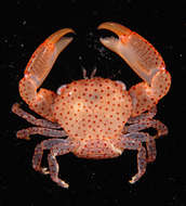 Image of orange coral guard crab