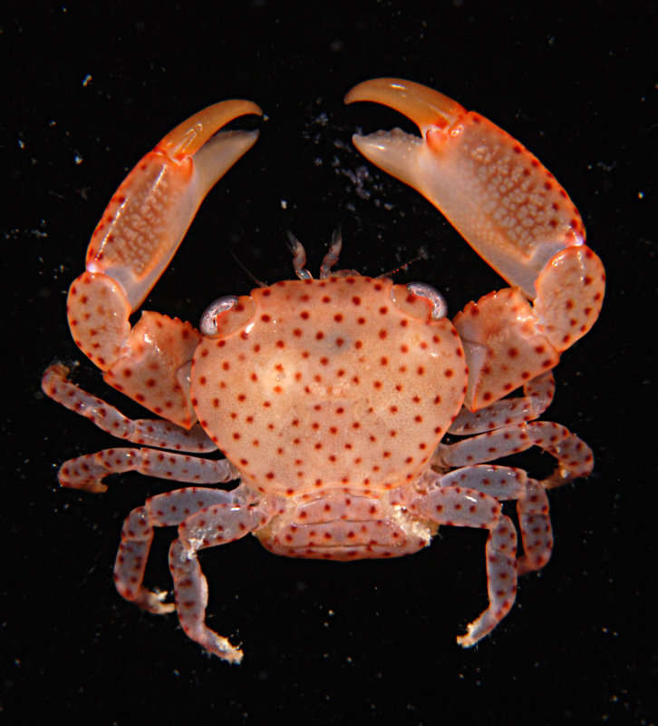 Image of orange coral guard crab