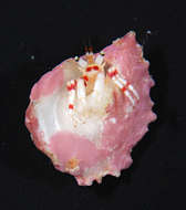 Image of Pancrustacea