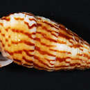 Image of Cerithium pacificum Houbrick 1992