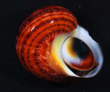 Image of turban snail