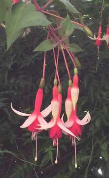 Image de Fuchsia