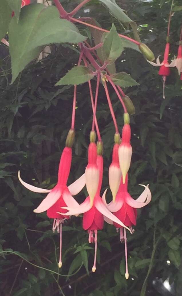 Image of Fuchsia