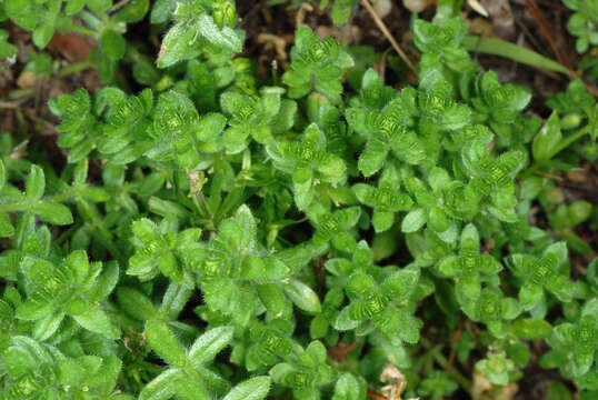 Image of piedmont bedstraw