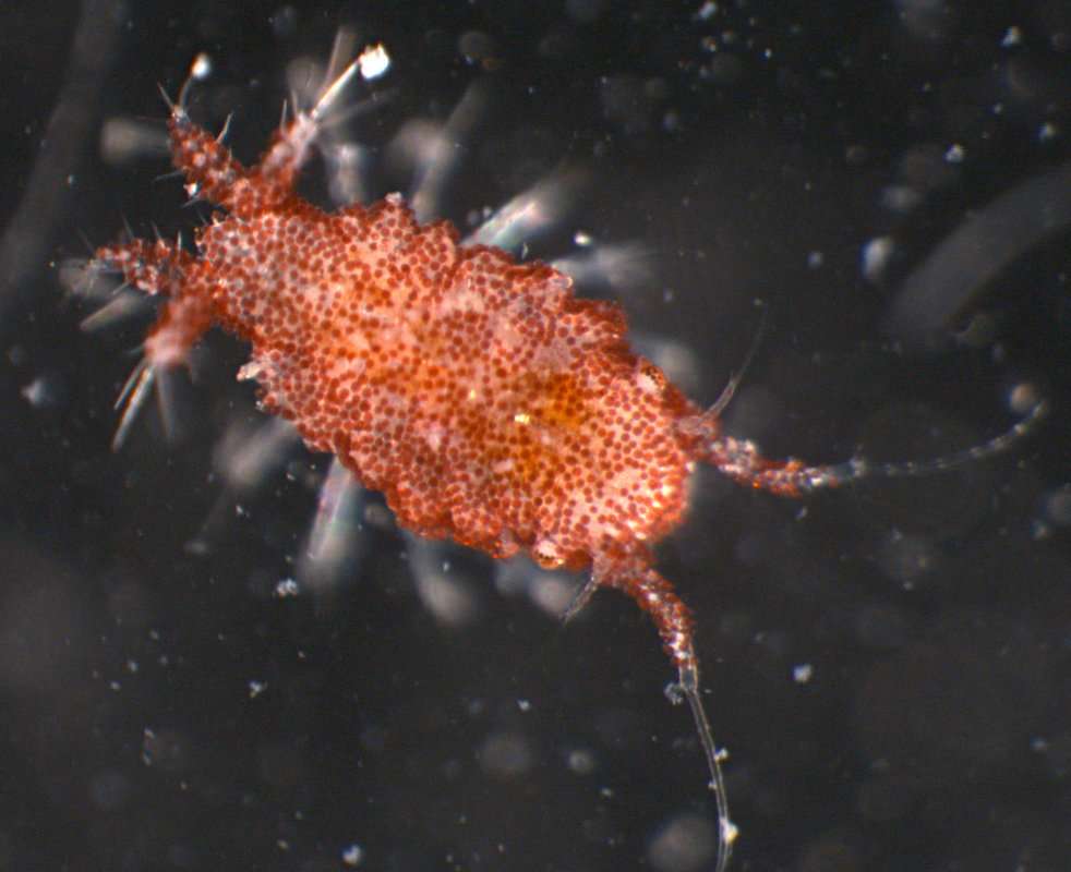 Image of Santiidae Kussakin 1988