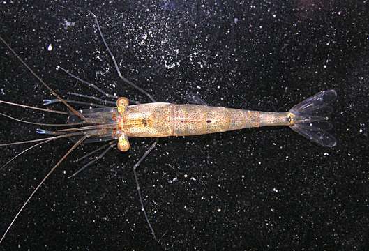 Image of mangrove prawn