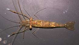 Image of mangrove prawn