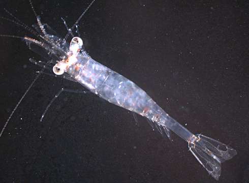 Image of mangrove prawn