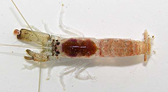 Image of <i>Metalpheus paragracilis</i>