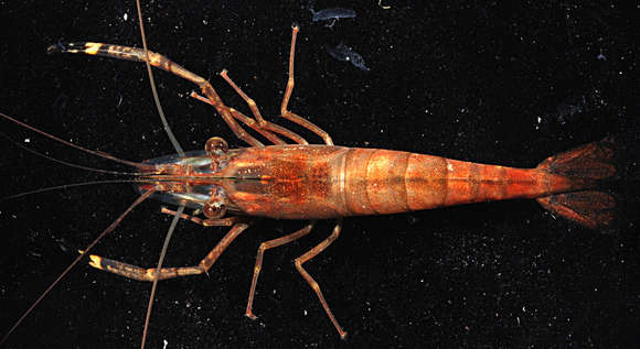 Image of Monkey river prawn