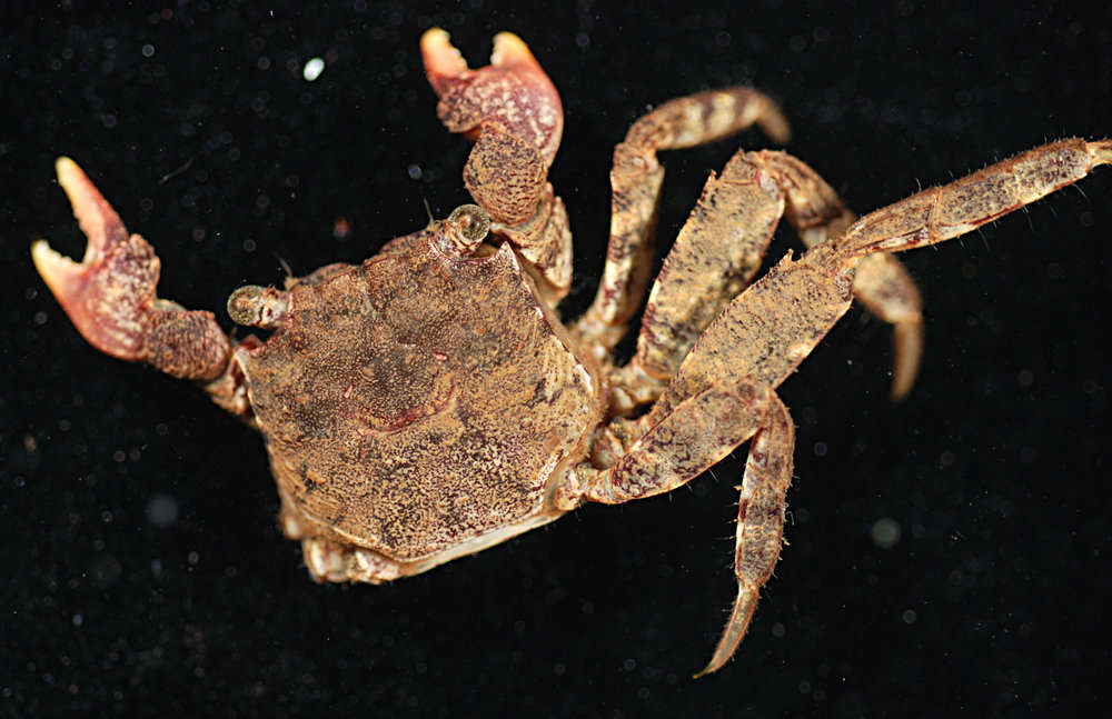 Image of Sesarmops Serène & Soh 1970