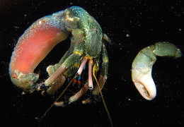 Image of green hermit crab