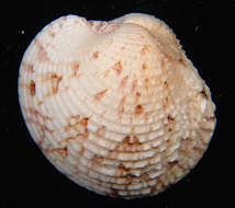 Image of venus clams