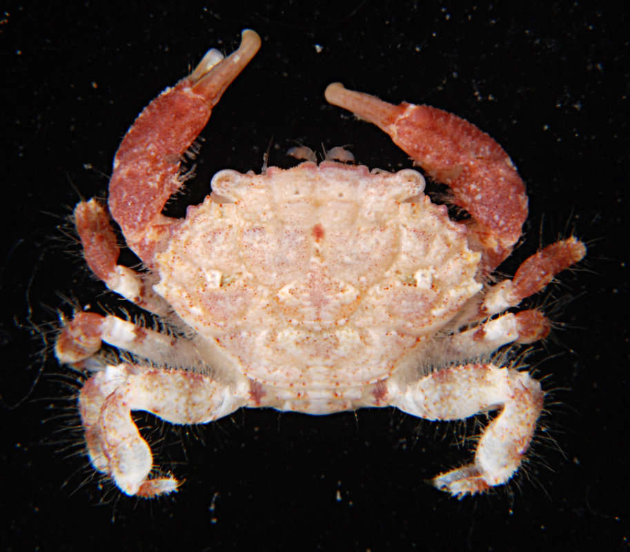 Image of Pale Pebble Crab